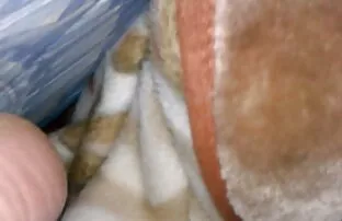 Una pompa-up bella, figlio, sorella, fratello, fidanzata di lui nella figa milf mature video porno